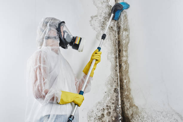 Best Home Mold Removal  in Maple Heights, OH
