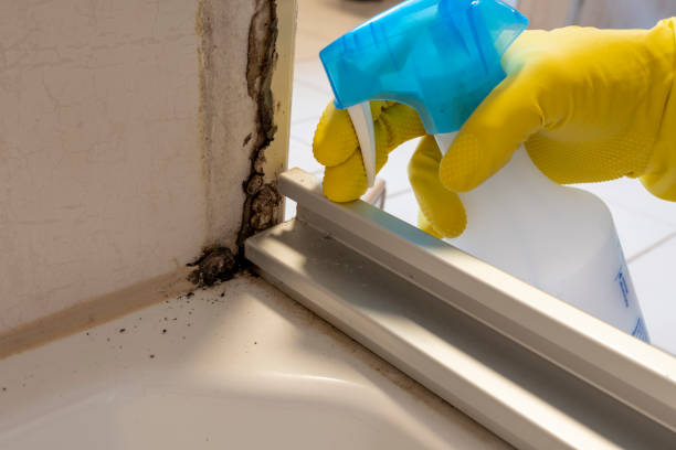 Best Mold Testing  in Maple Heights, OH