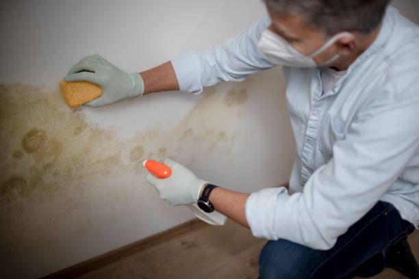 Best Attic Mold Removal  in Maple Heights, OH