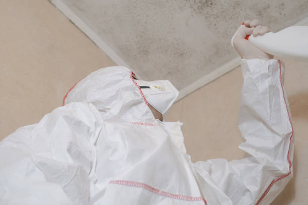 Certified Mold Removal in Maple Heights, OH