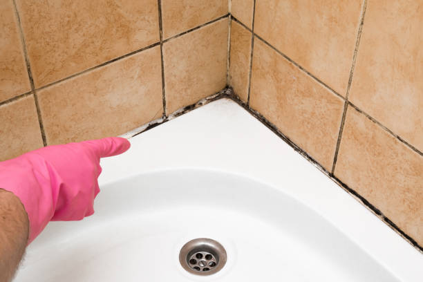 Best Mold Remediation  in Maple Heights, OH