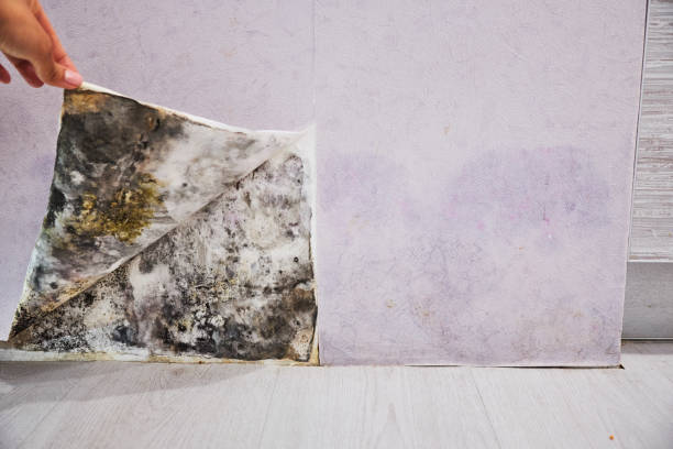 Best Toxic Mold Removal  in Maple Heights, OH